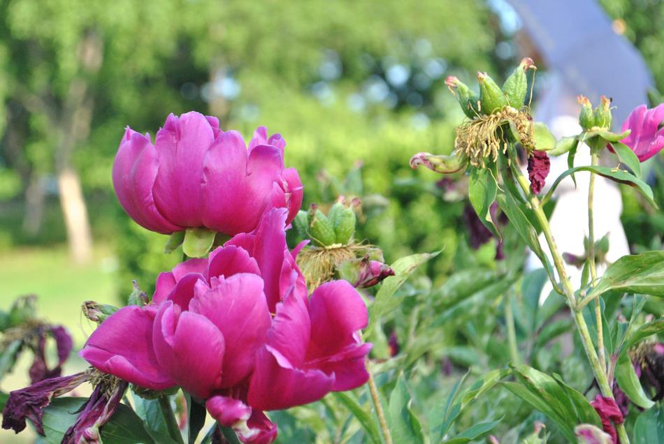 peonies garden is beautiful