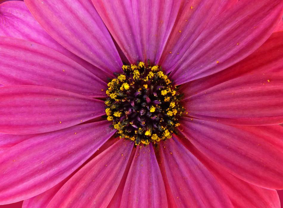 Flower Color Nature