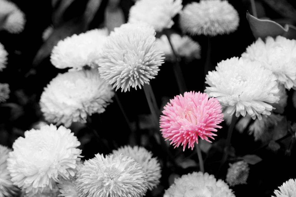 Flower Flora Nature