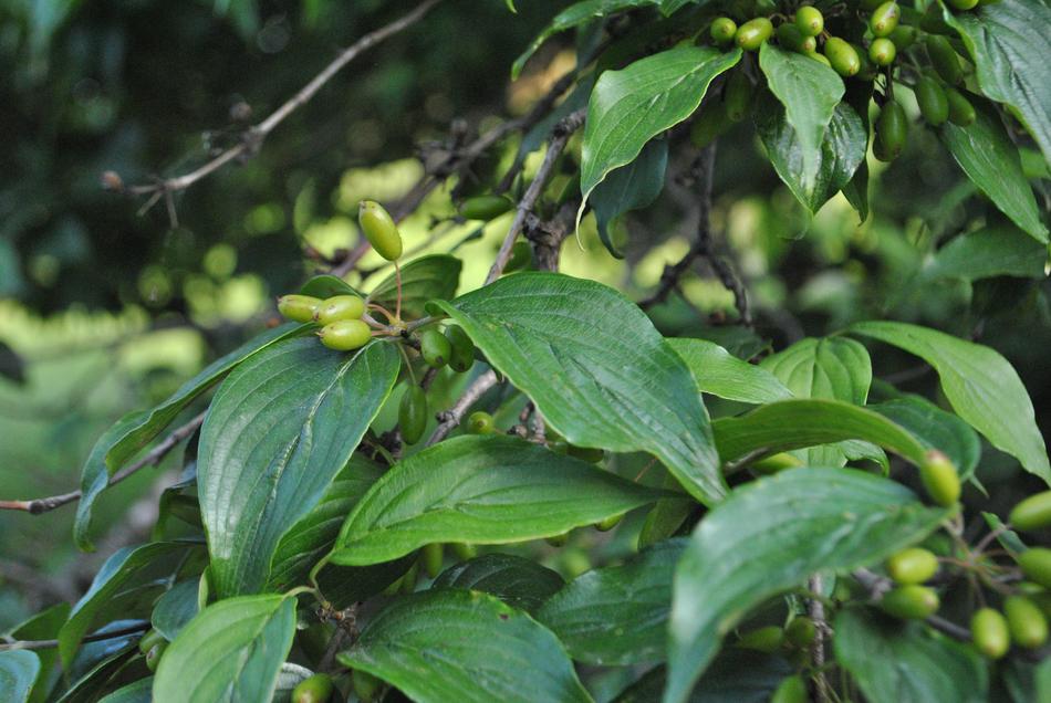Fruit Plants Nature