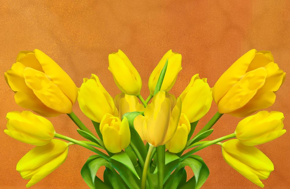 Tulip Flower Nature