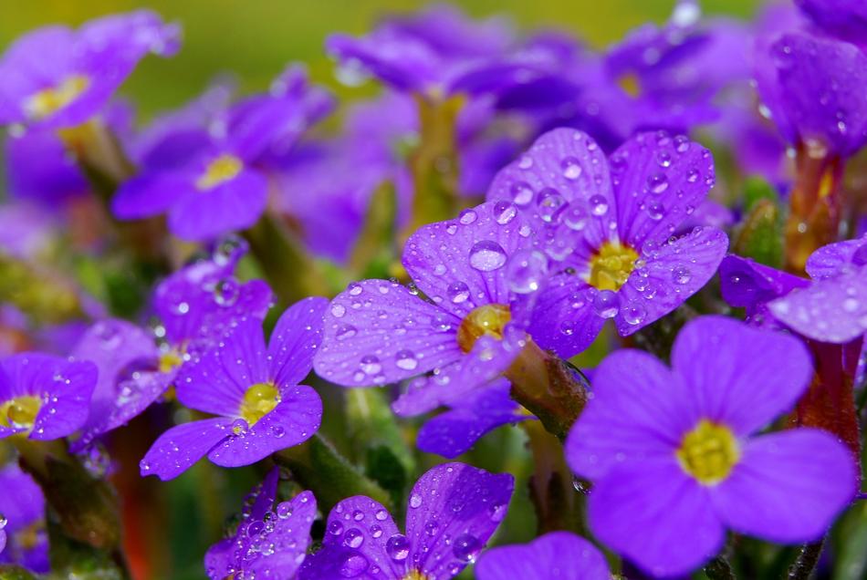 Flower Nature Plant