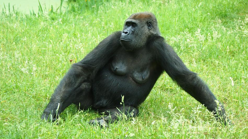 Gorilla Zoo Nature