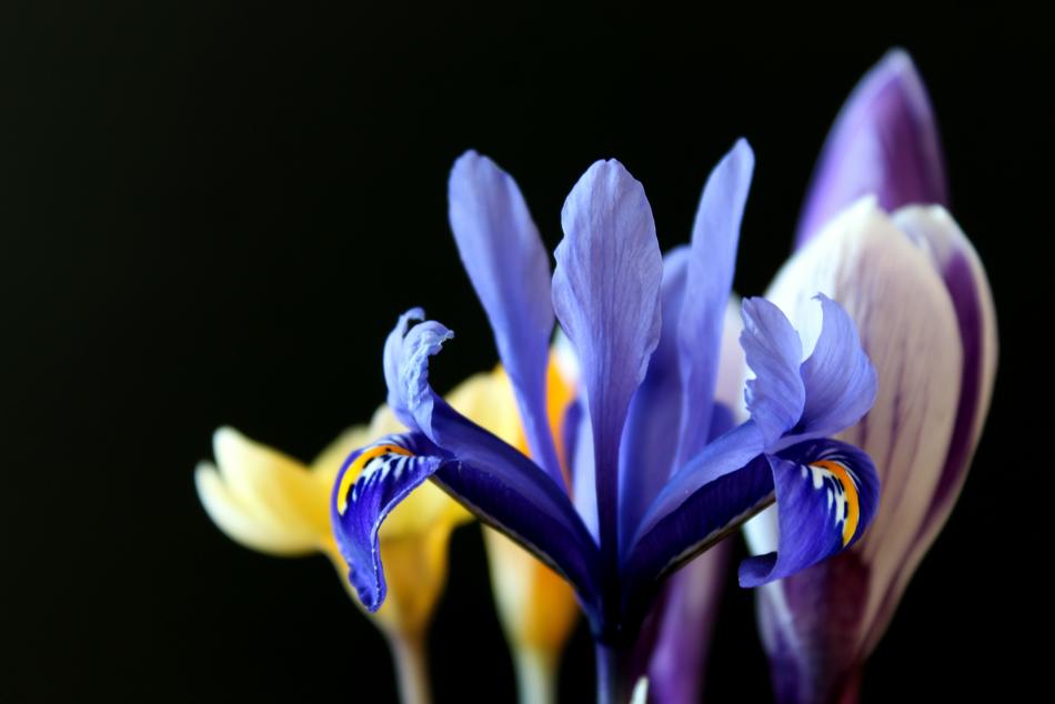 Lily Early Bloomer Purple
