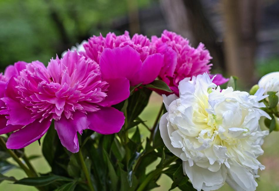 Flower Peony Spring