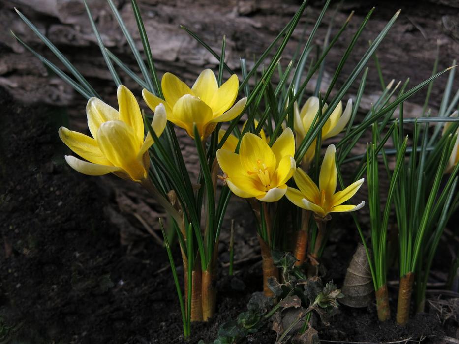 yellow little flowers in green grass