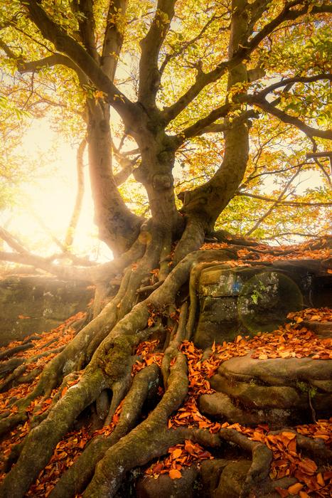Tree Quaint Overgrown