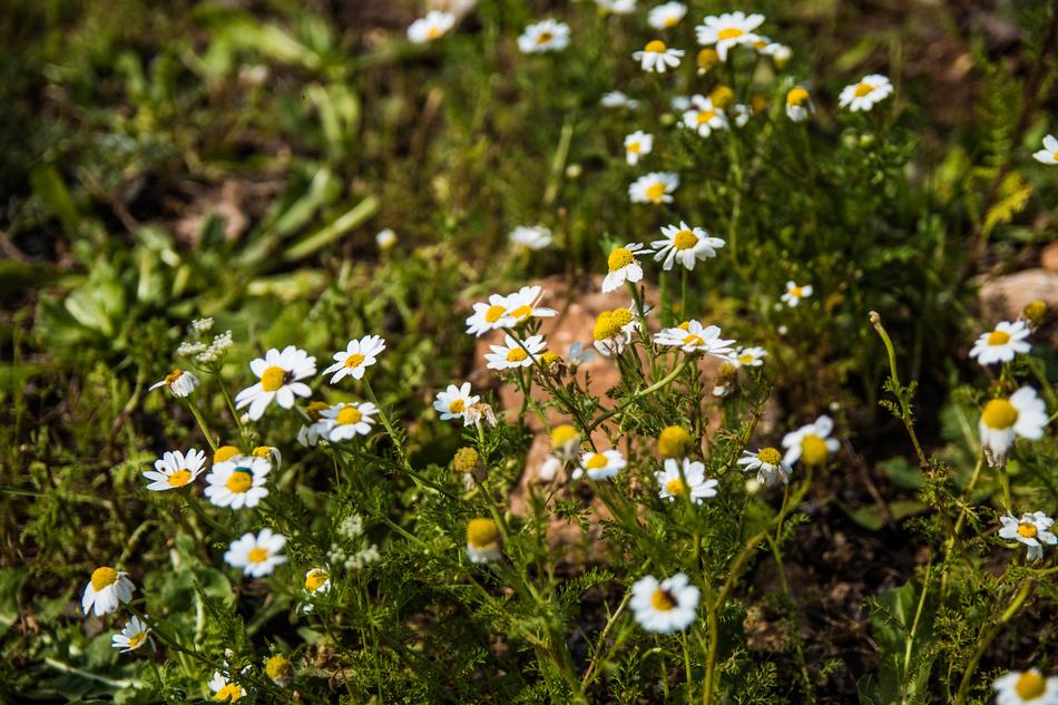Flower Nature Flora