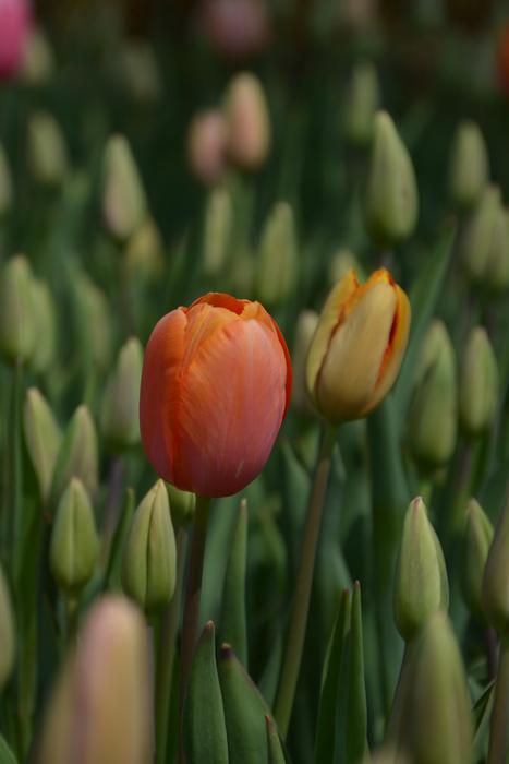 Tulips Red Macro Vivid color