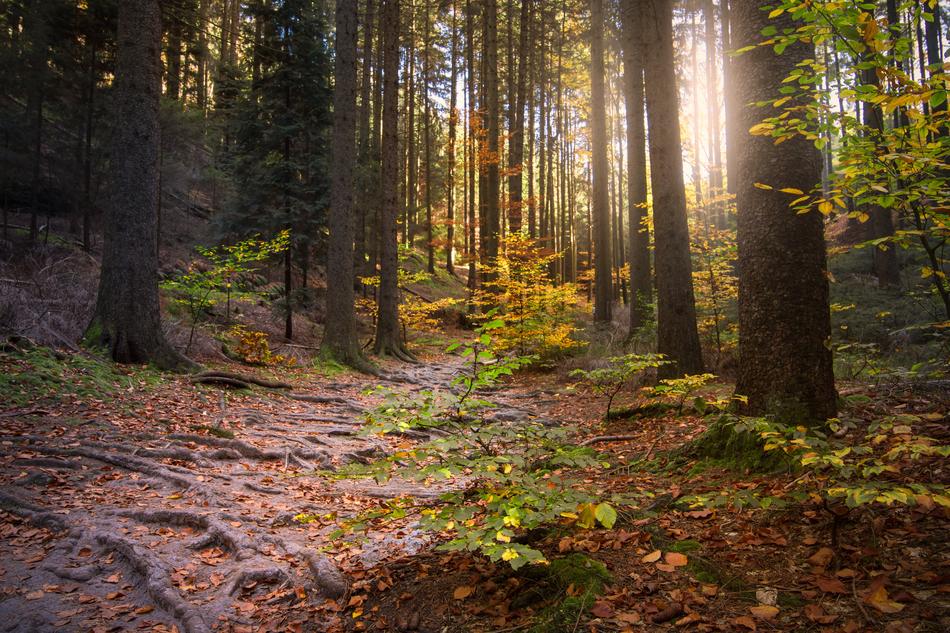 Forest Light Beam Sun