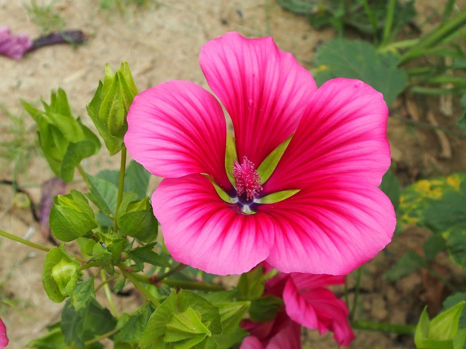 pink flower in the garden in summer landscape