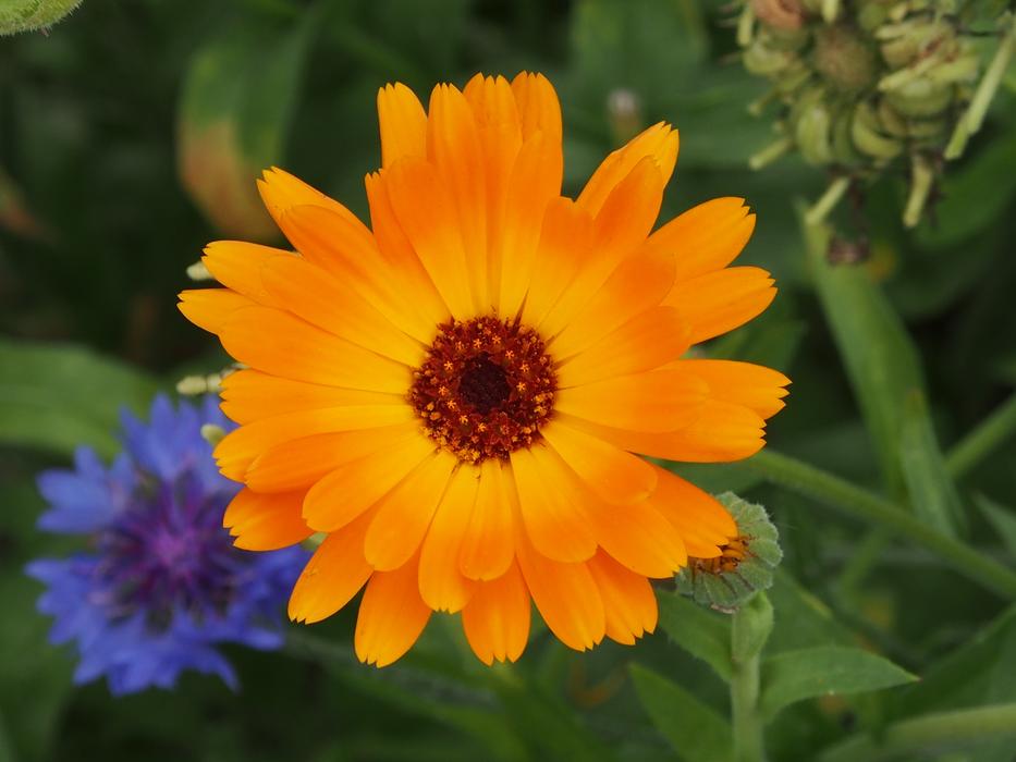 Flower Nature Plant