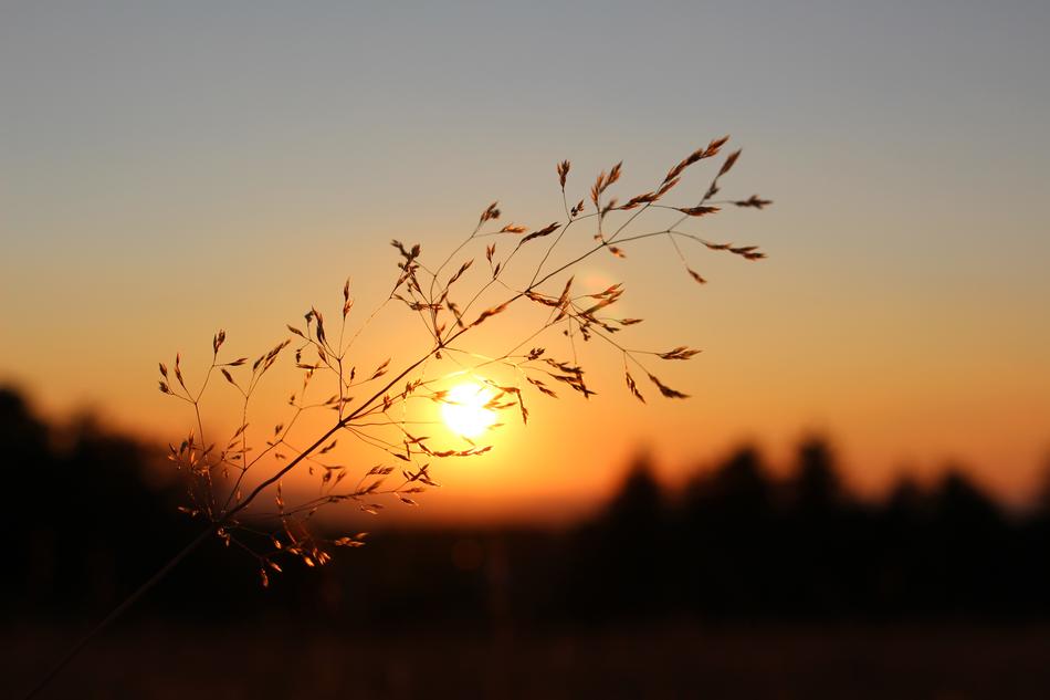 Grasses Blade Of Grass