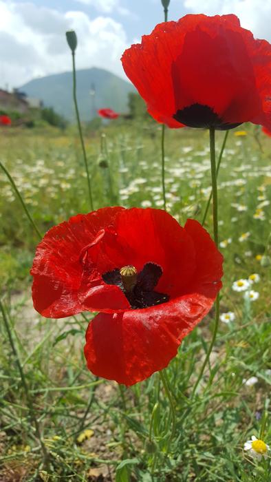 Papaver Rhoeas Flower Open Air