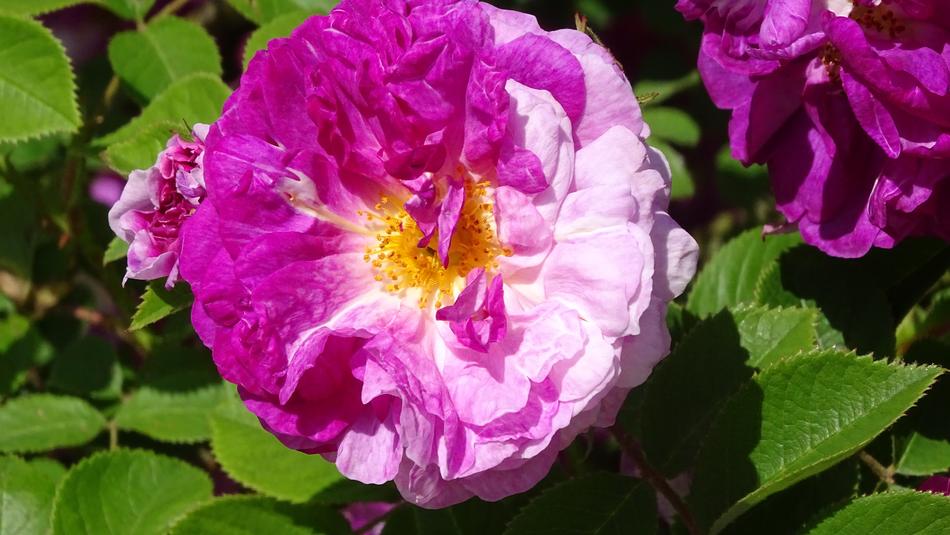 Rose Bush Blooms