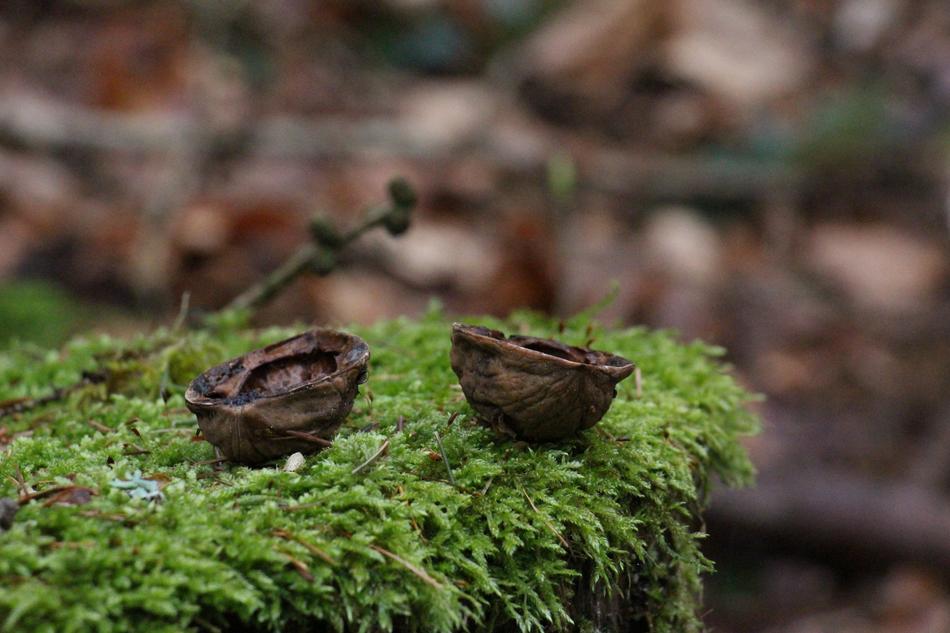 Nature Wood Moss