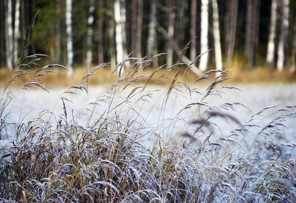 fluffy wheat in a white field