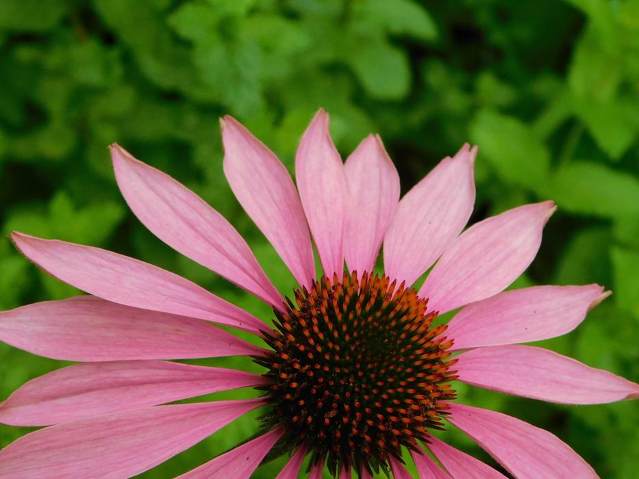 Flower Flora Nature