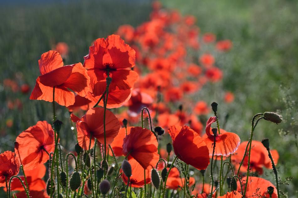 Poppy Field Of Poppies Klatschmohn