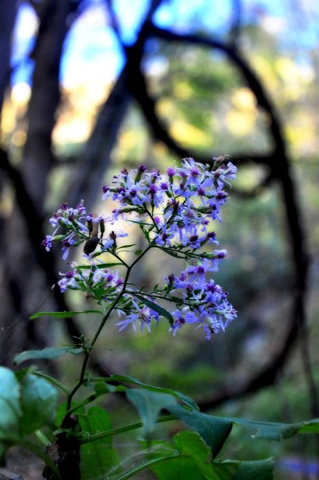 Flower Vine Garden