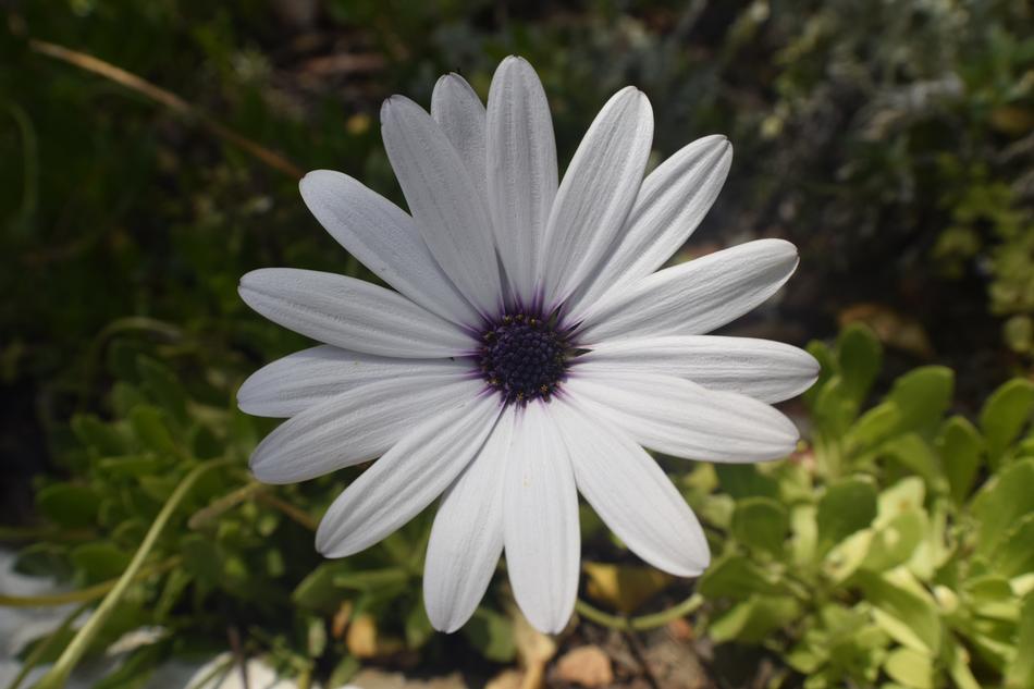 Flower Nature Floral