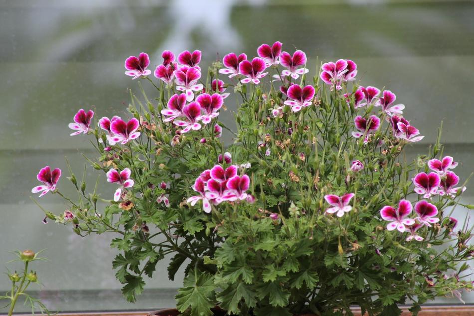 Flower Plant Nature