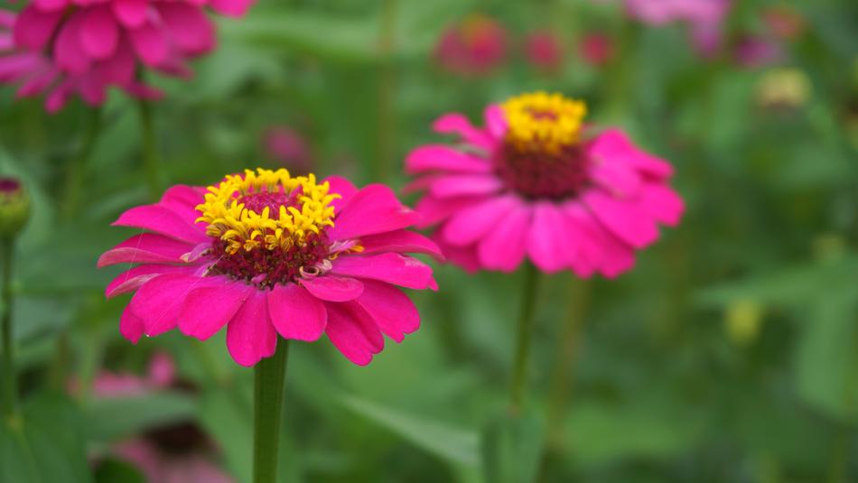 Flowers Nature Plants