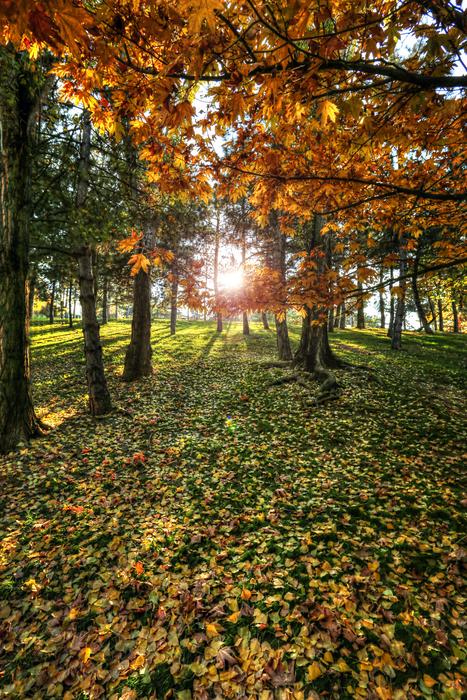 Solar Forest Tree