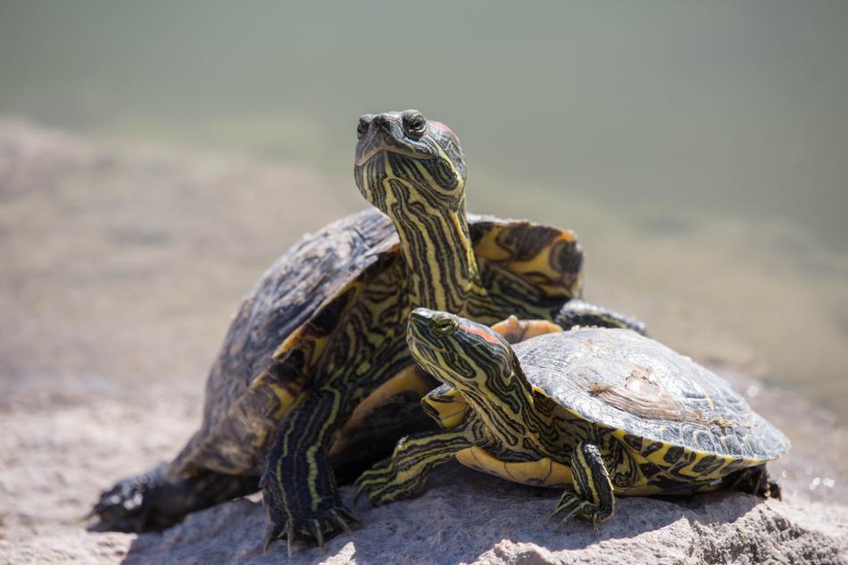 Turtle Reptile Tortoise