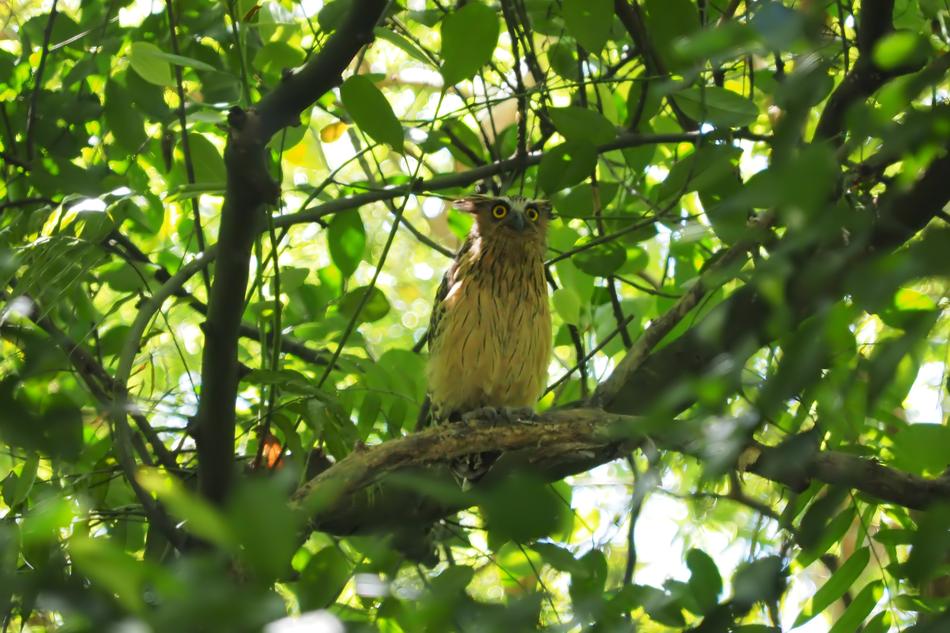Nature Tree Outdoors