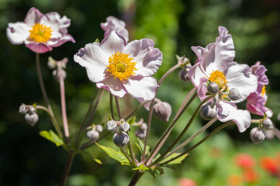 Nature Flower Plant