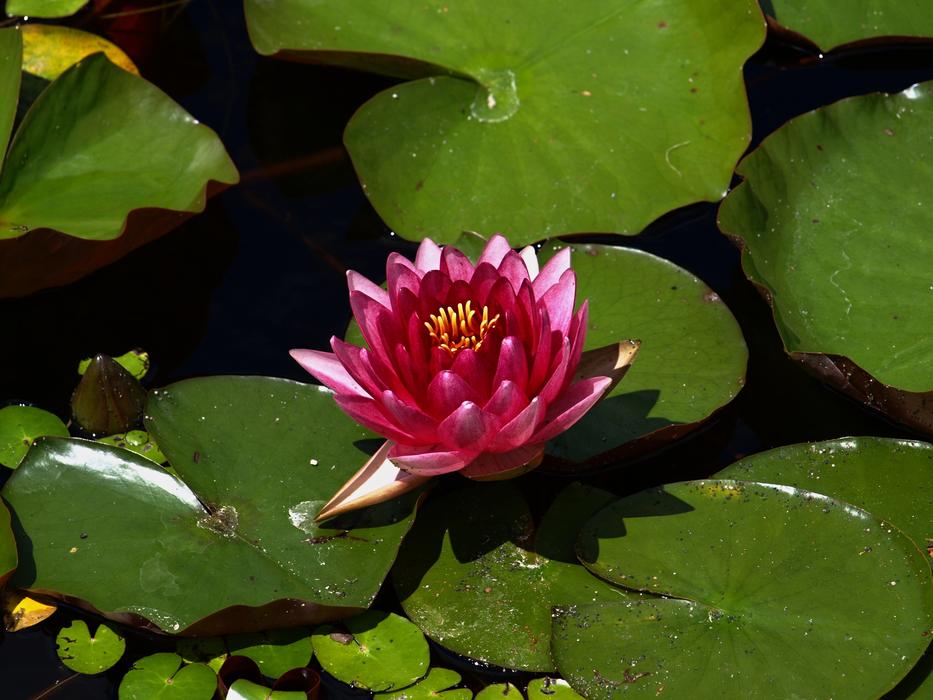 Waterlily Water