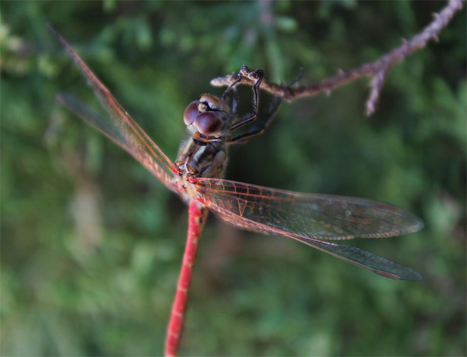 Nature Animalia Wild Life