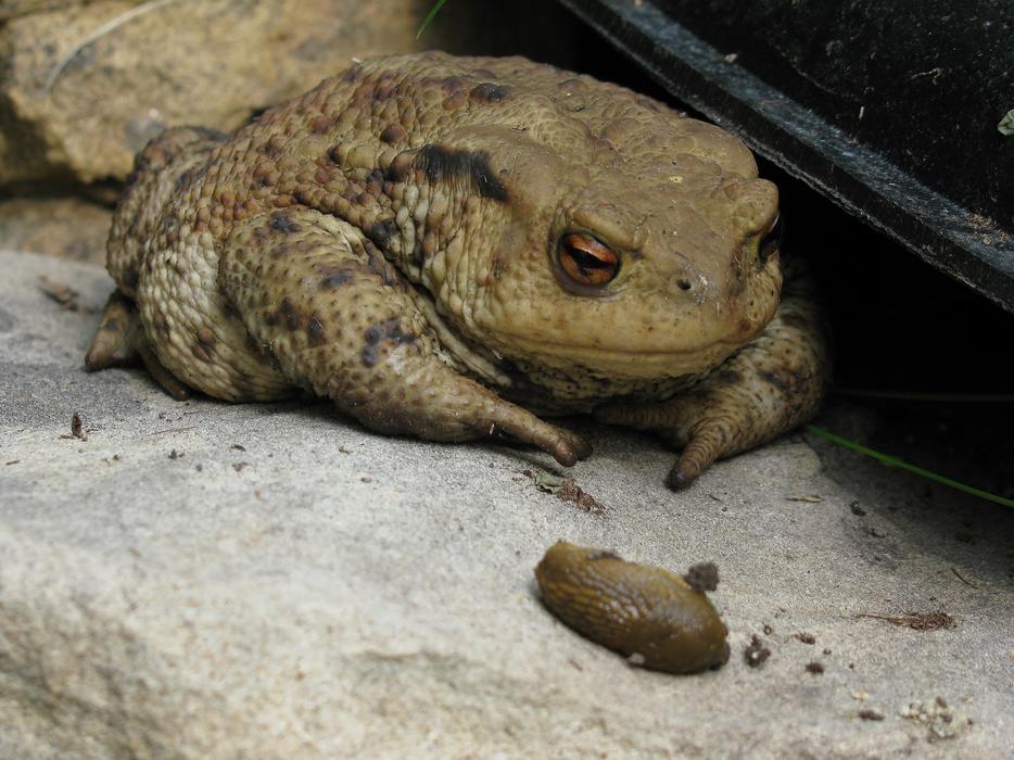 sad frog by the rock
