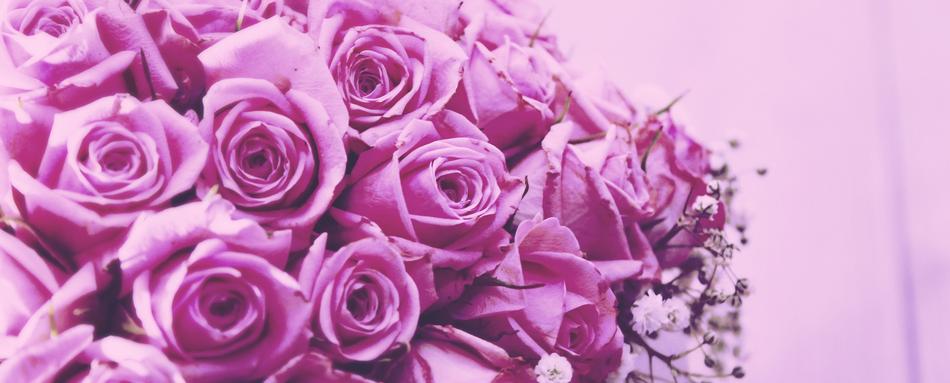 Flower Rose Floral