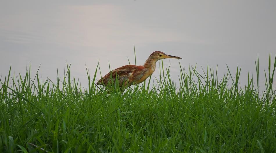 a small bird in the green grass