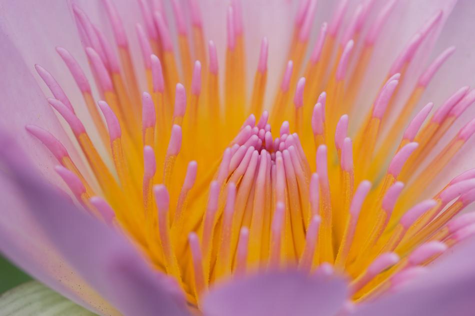 pink flower with long tendrils