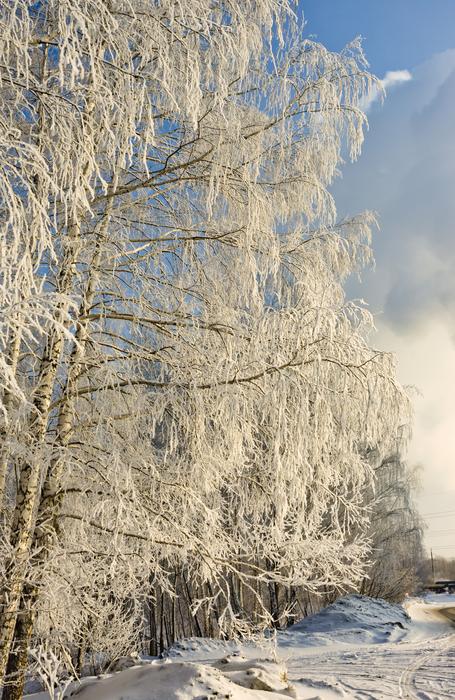winter forest in the trees by the river