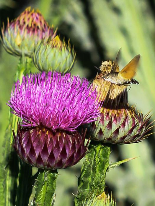 Spain Entequera Hummingbird Moth