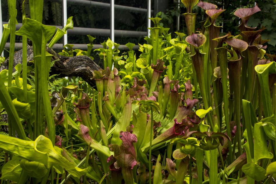 beautiful green plants in the garden in the greenhouse