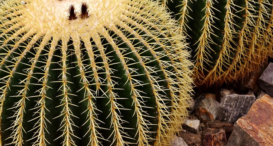 Echinocactus Mexico Rip