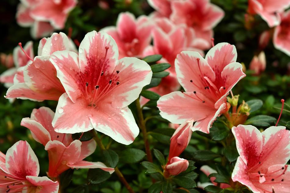 Flower Spring Pink