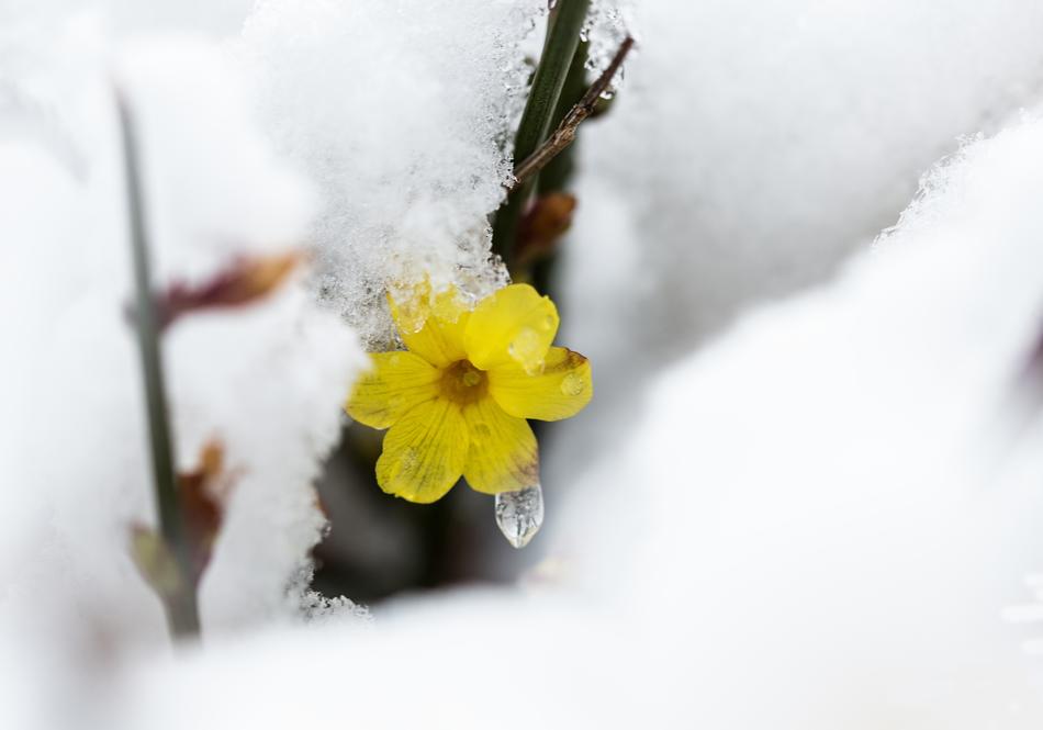 Nature Flower Plant