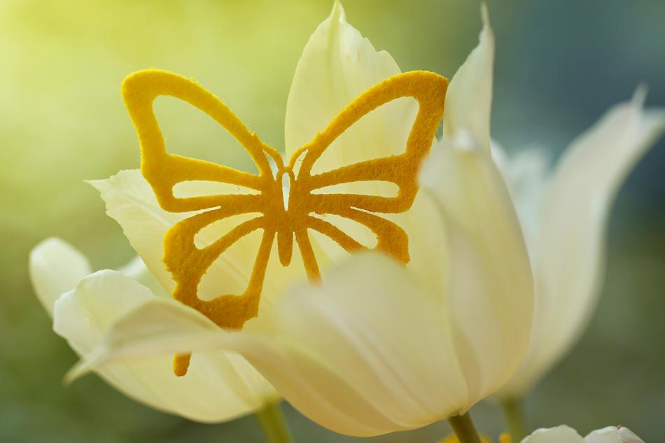 yellow butterfly on a white tulip