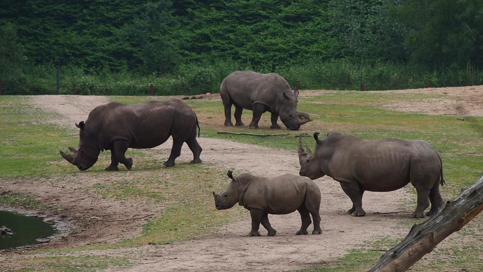 rhinos walking in the zoo