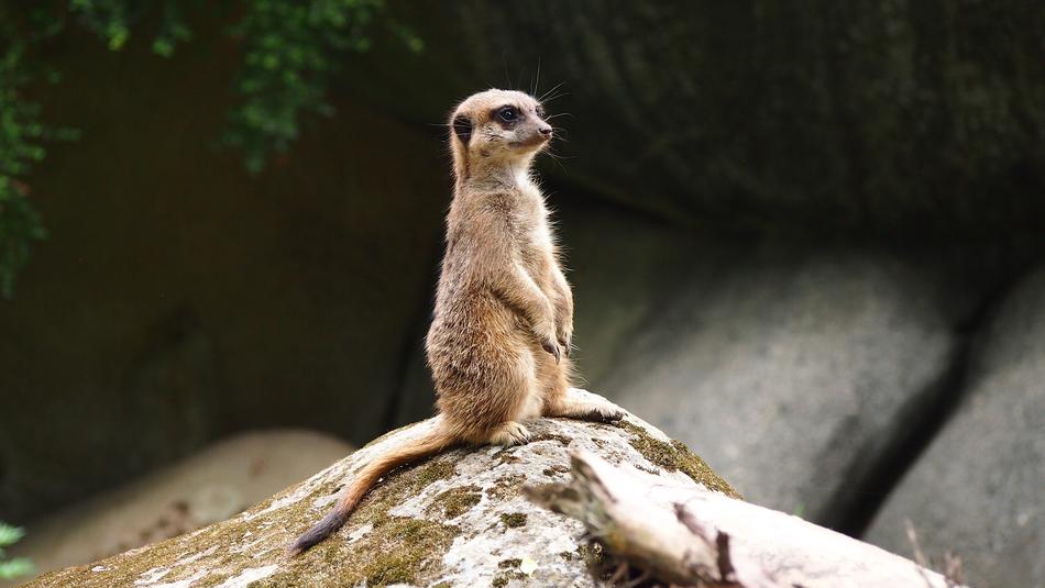 Meerkat Zoo Animals