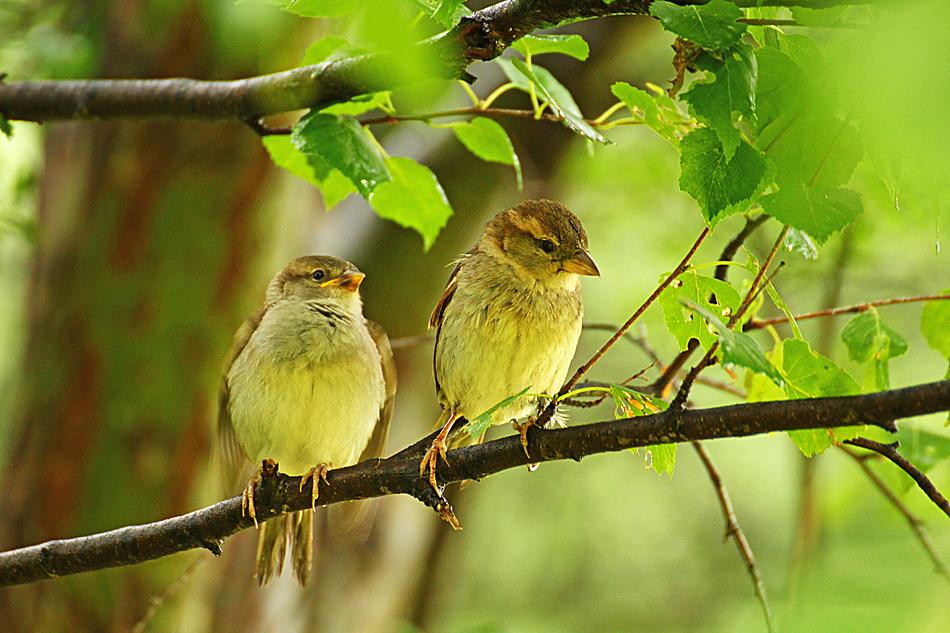 Sparrows Nature macro blur