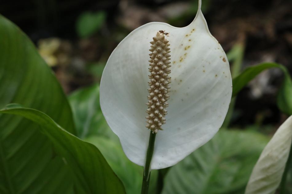 domestic white flower
