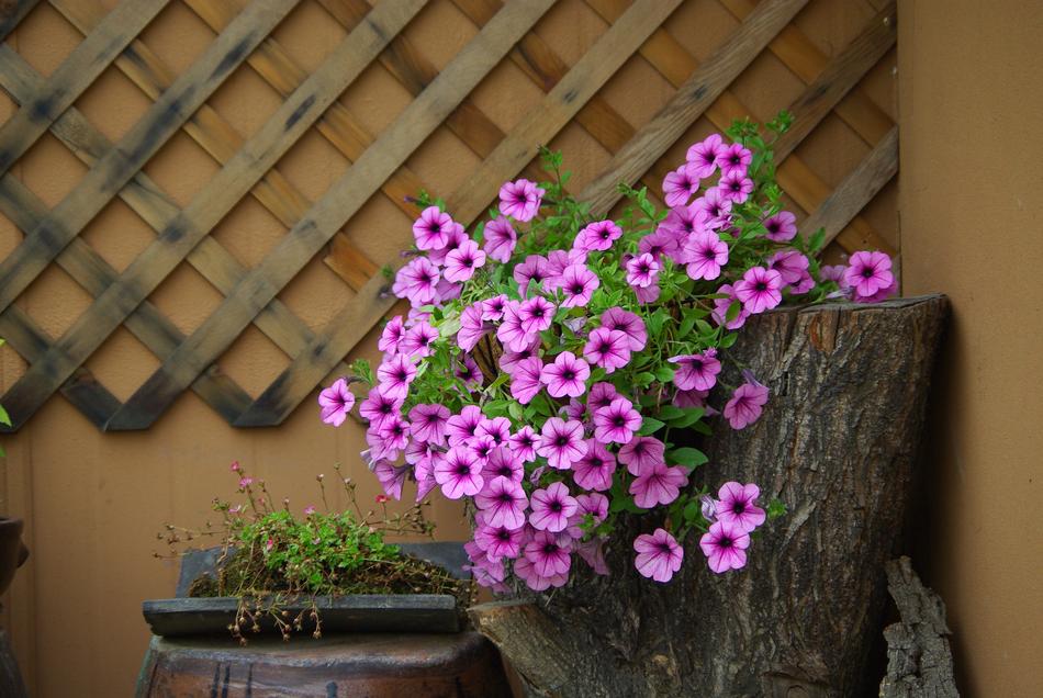 Flowers Plants Nature Potted