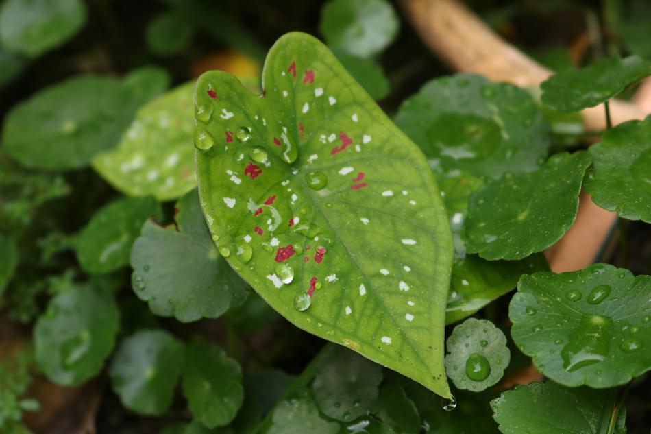 Leaf Nature Gar